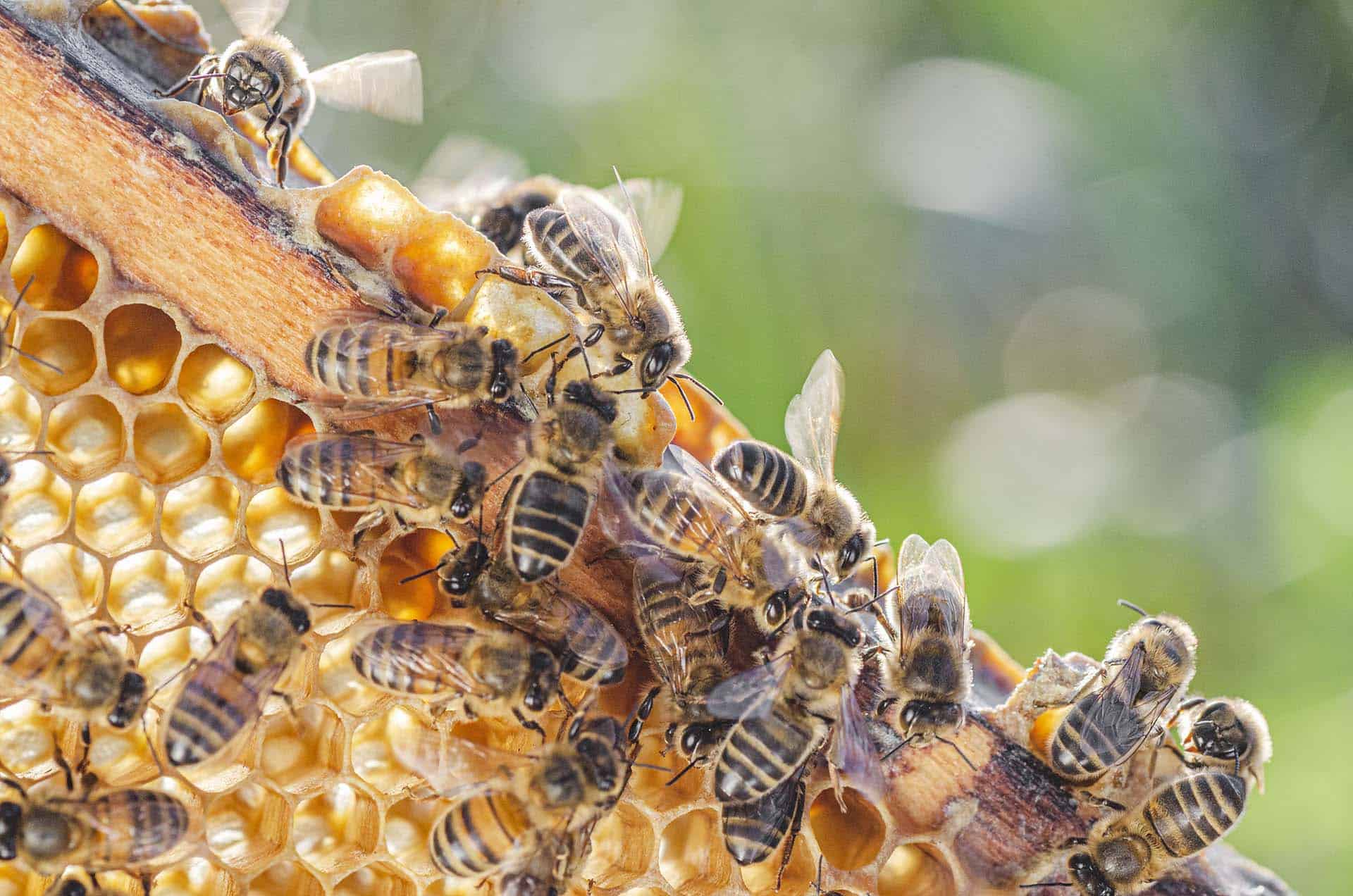 Honey bees cluster on a honey comb