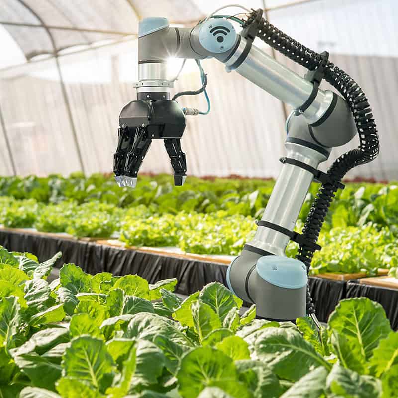 A robotic arm is at work in a greenhouse.