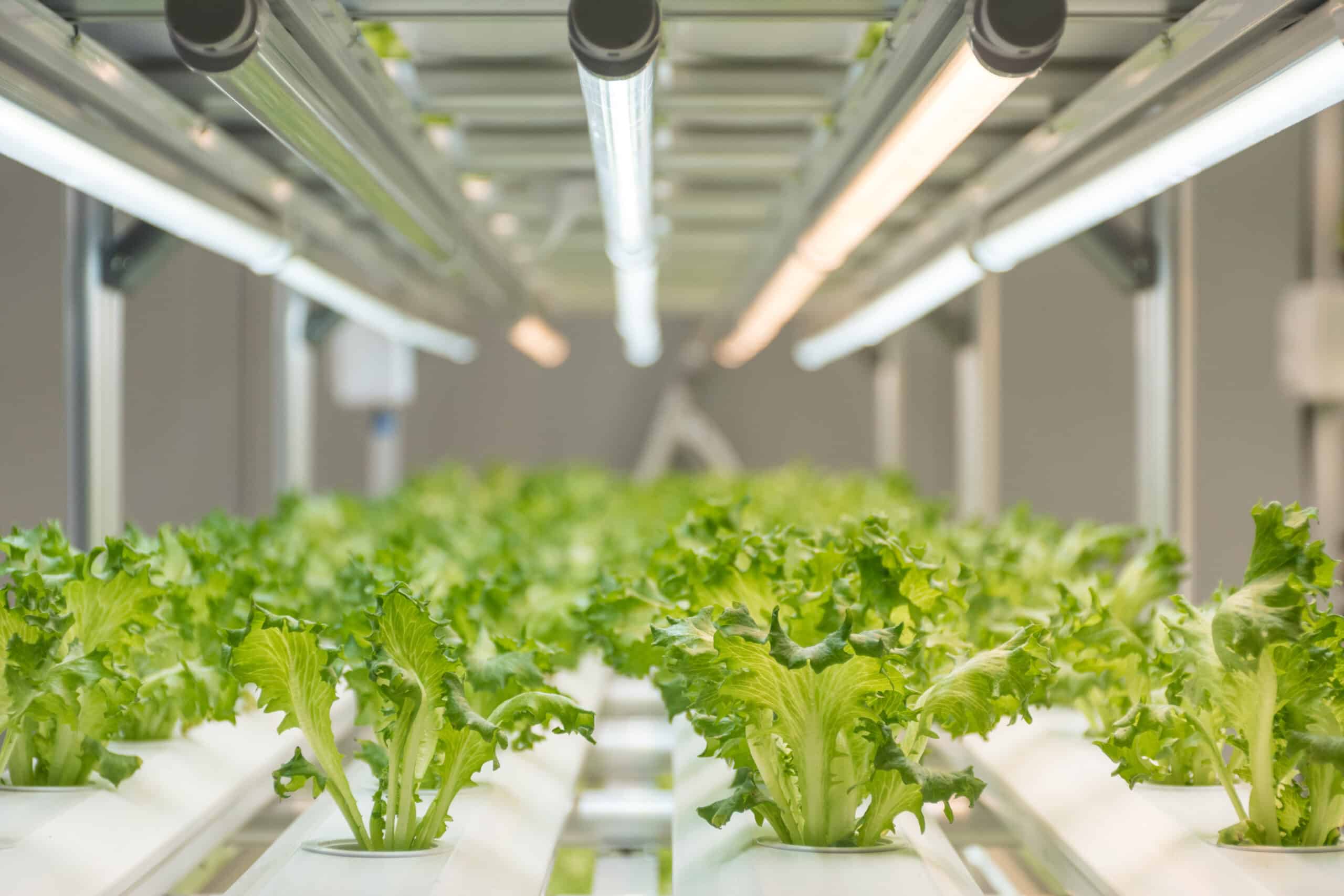 Lettuce growing in an indoor greenhouse