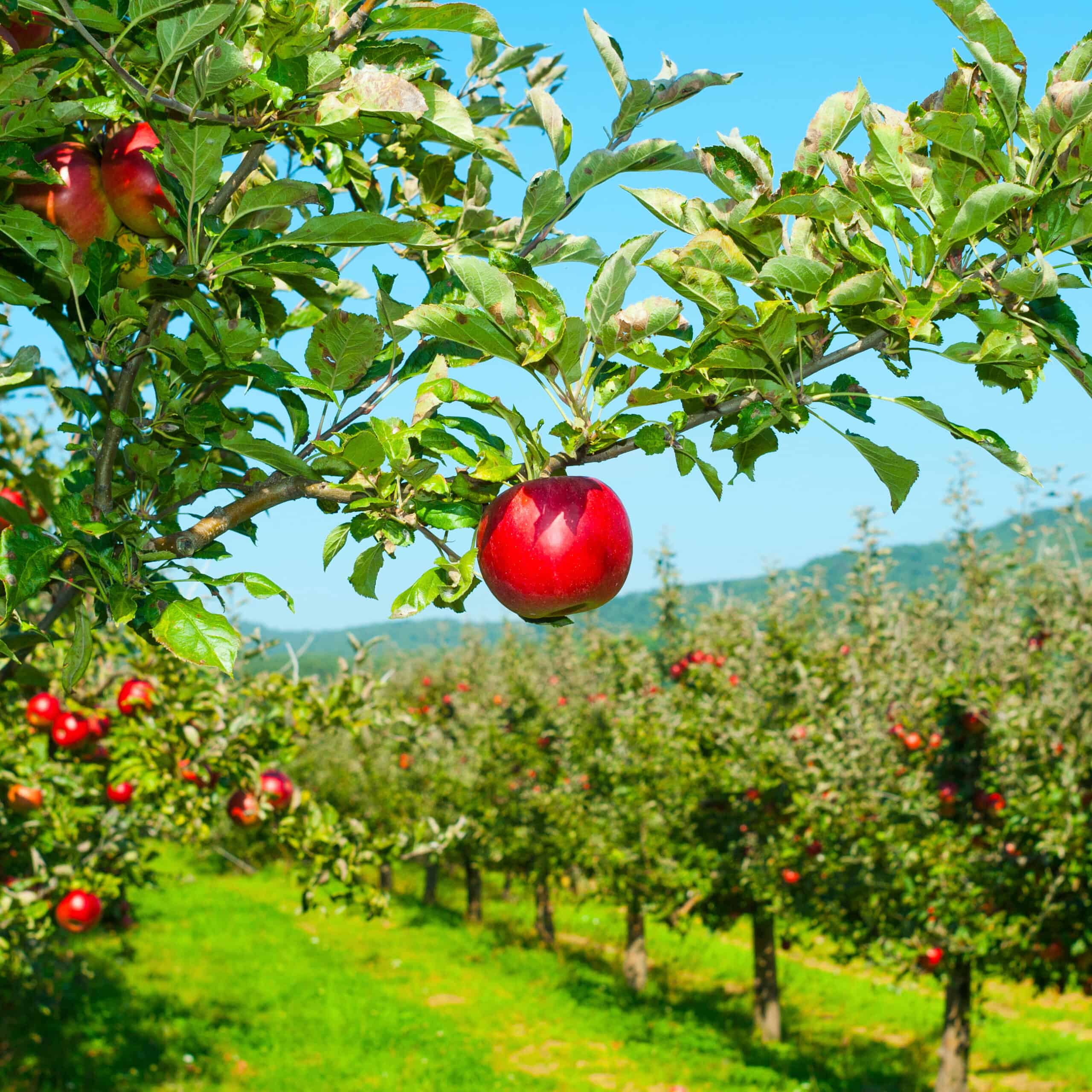 A red apple hangs from a branch in an apple orchard on a sunny day.