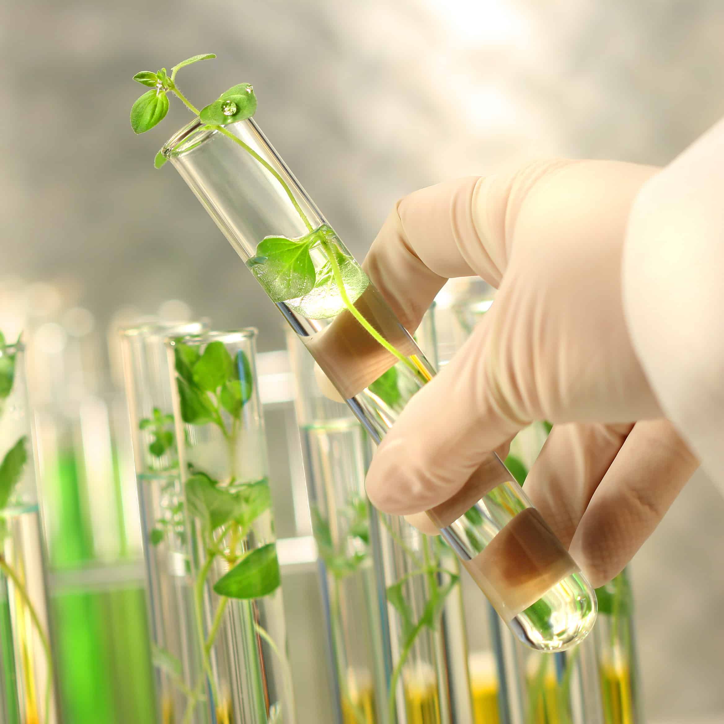 Test tube in a lab holding a seedling.