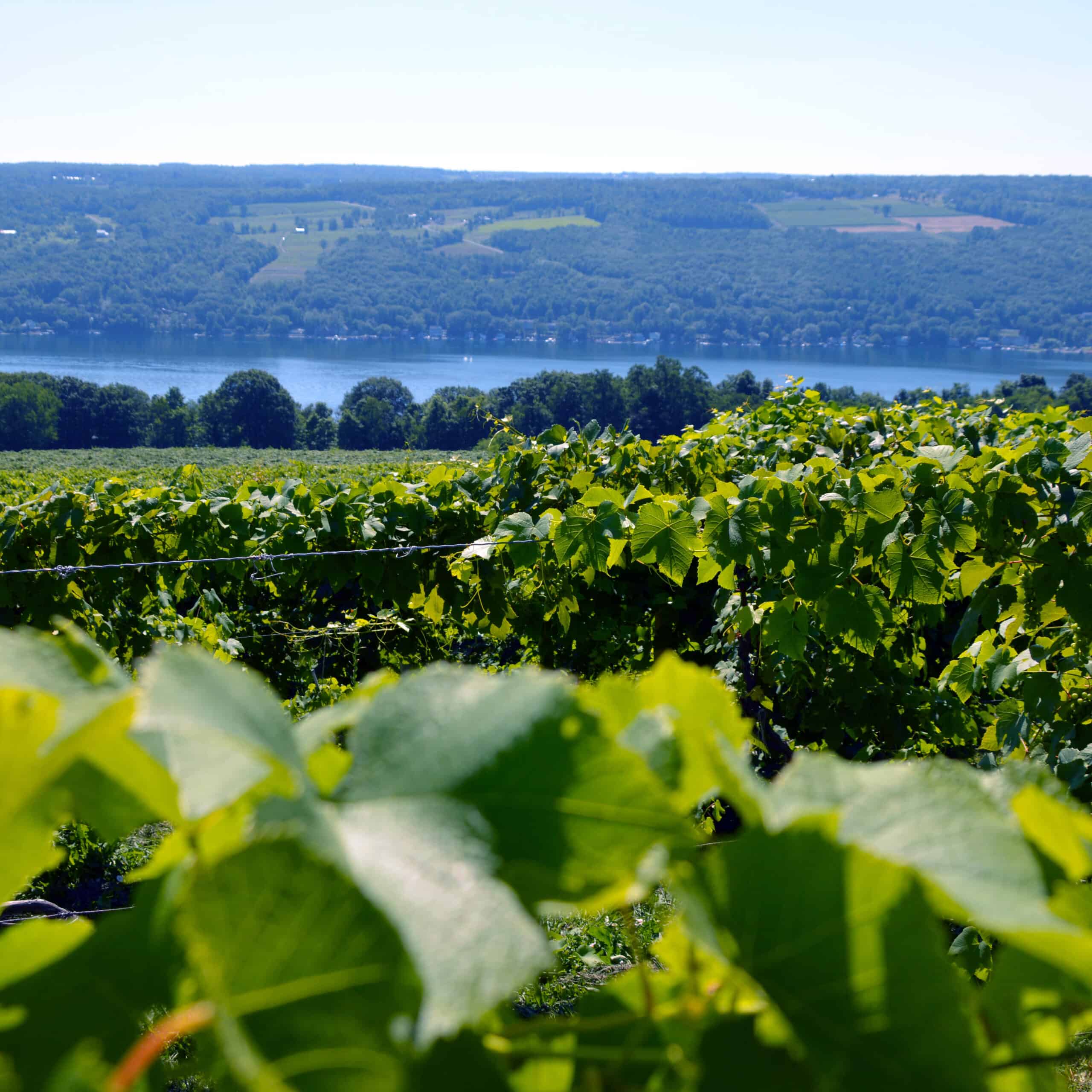 Vinyards along a lake in upstate New York.