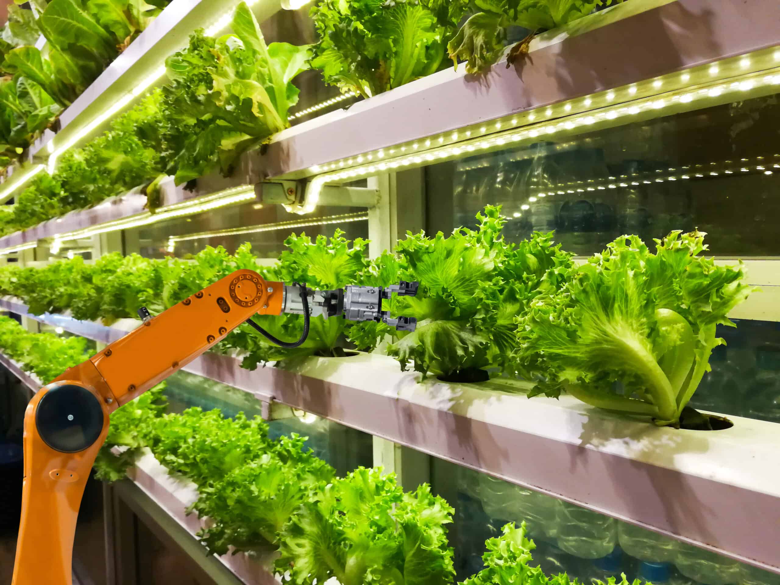 A robot arm extends toward rows of lettuce in a lab.