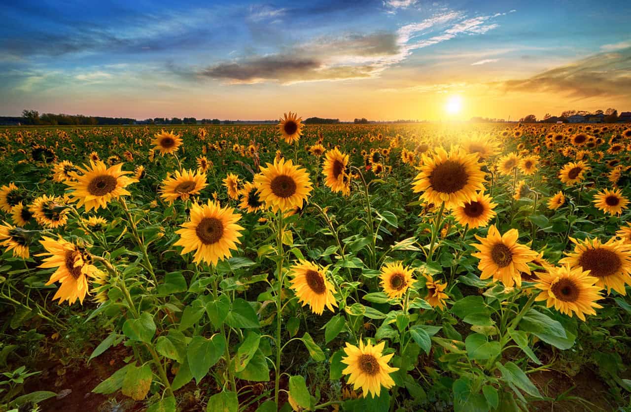 Field of sunflowers